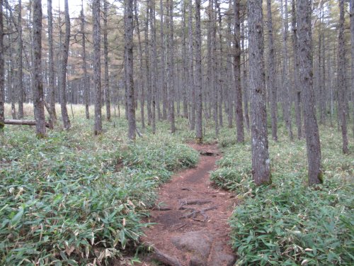 登山道